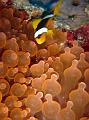 SIMILAN nov  2008 .PHOTO PHILIPPE (155)